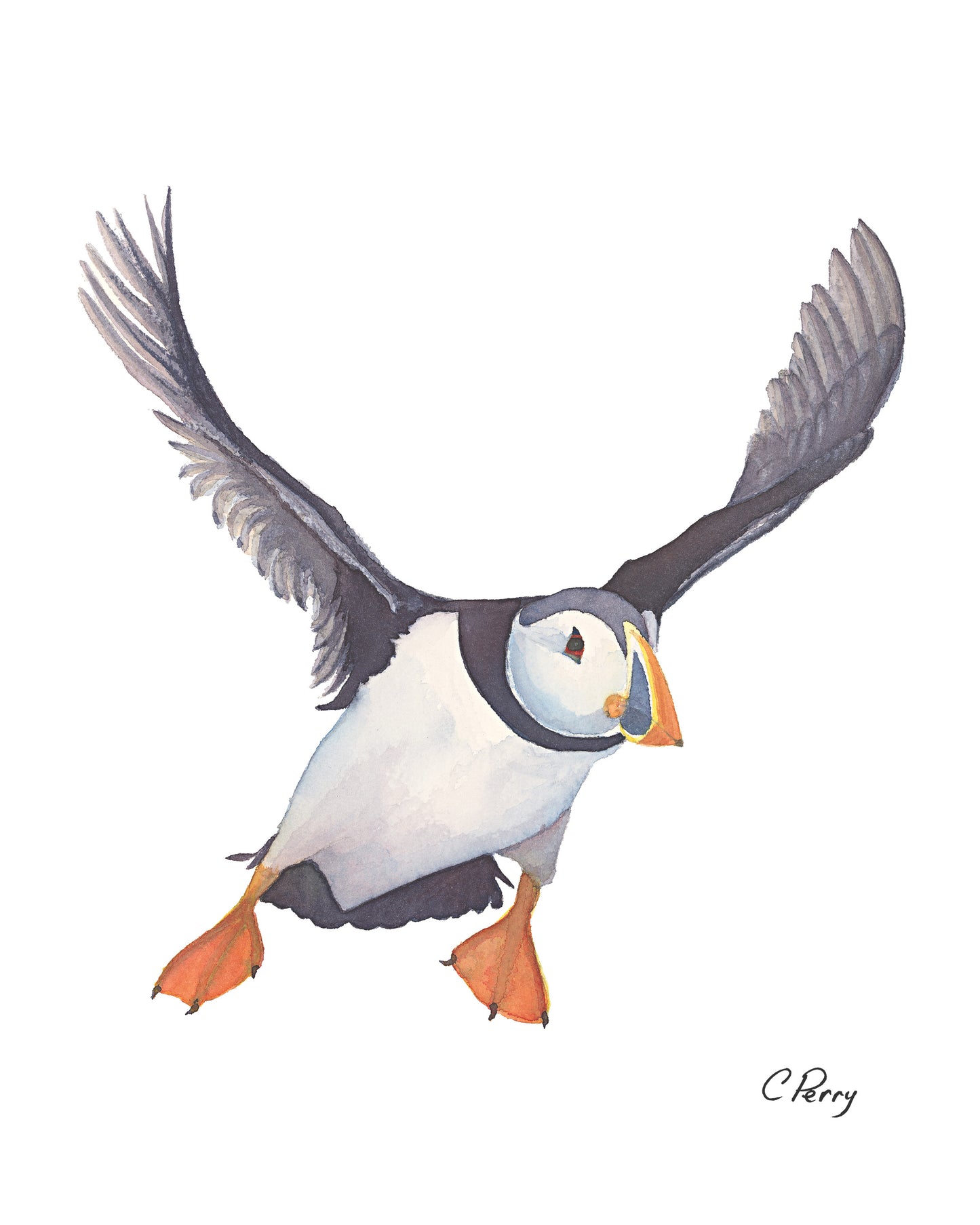 “Puffin In Flight”