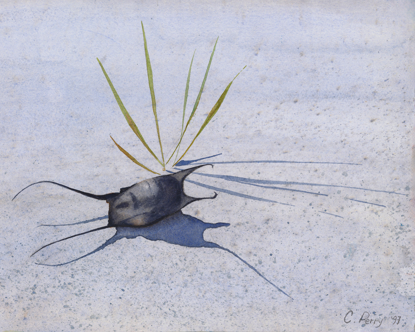 “Mermaid’s Purse”  Mermaid’s Purse On Beach Watercolour Print