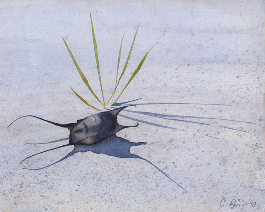 “Mermaid’s Purse”  Mermaid’s Purse On Beach Watercolour Print